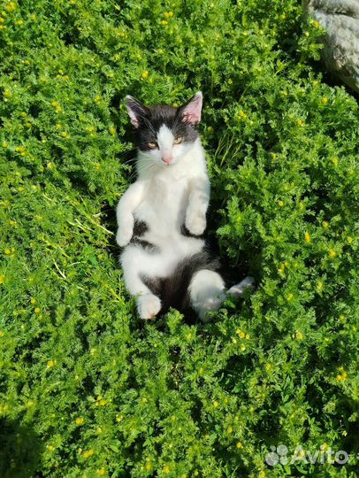 Котята в добрые руки бесплатно