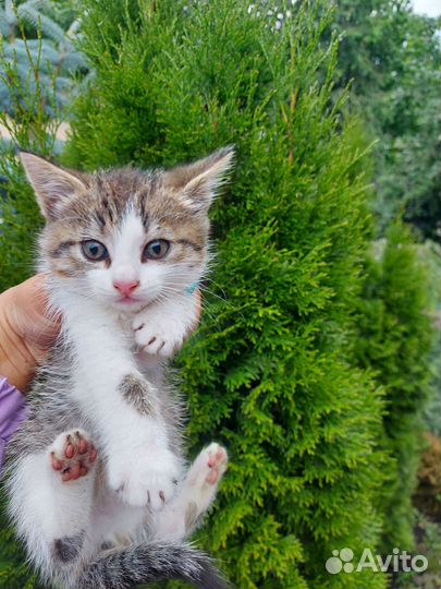 Кошка в дар