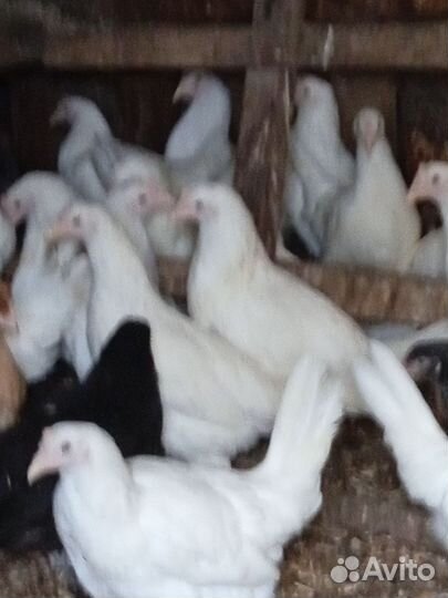 Куры несушки молодки