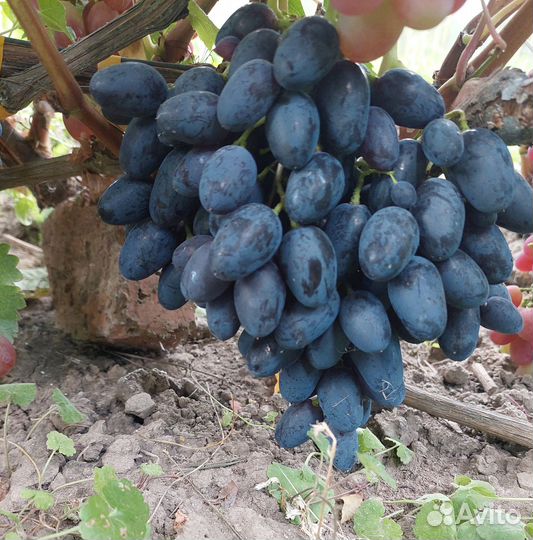 Черенки, саженцы винограда