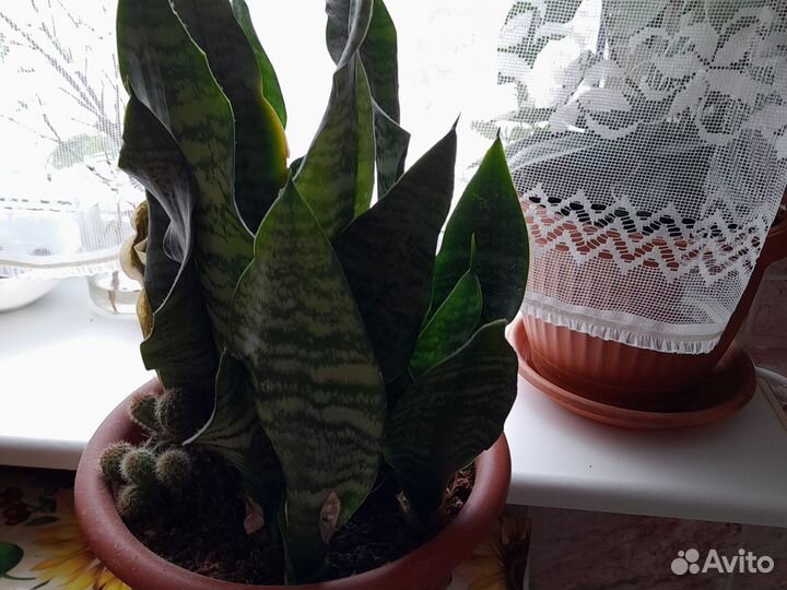 Домашние цветы