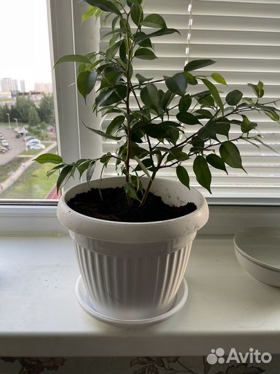 Фикус Бенджамина - f. benjamina, сорт