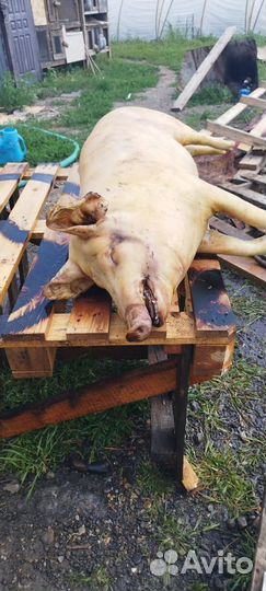 Мясо свинины домашнее