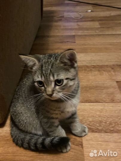 Шотладский кот
