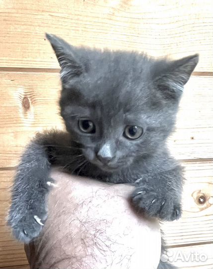 Котята бесплатно