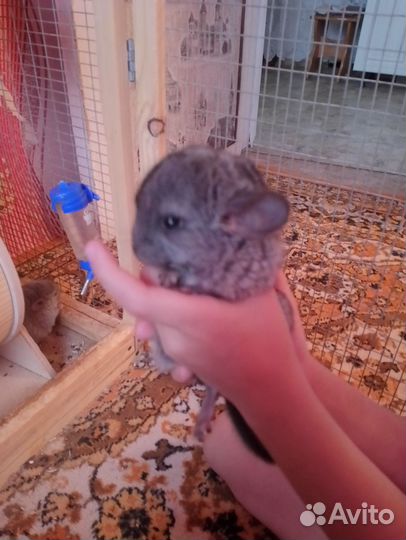 Милый пушистый грызун шиншила