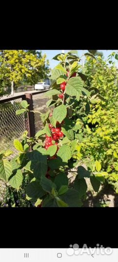 Китайская (войлочная) вишня 