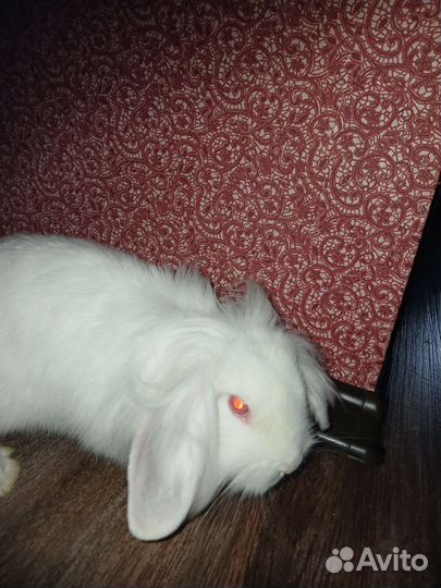 Декоративный кролик