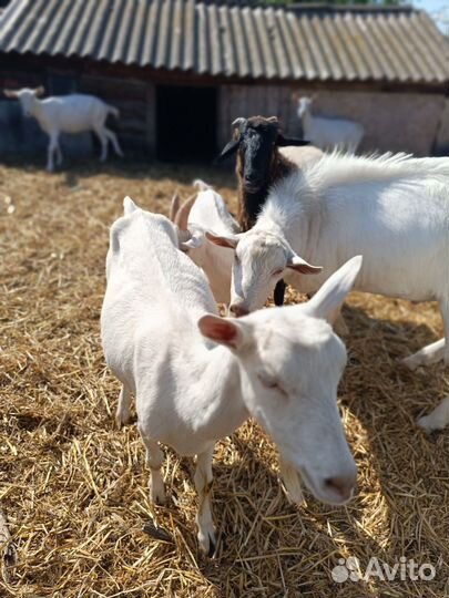 Зааненские чистокровные