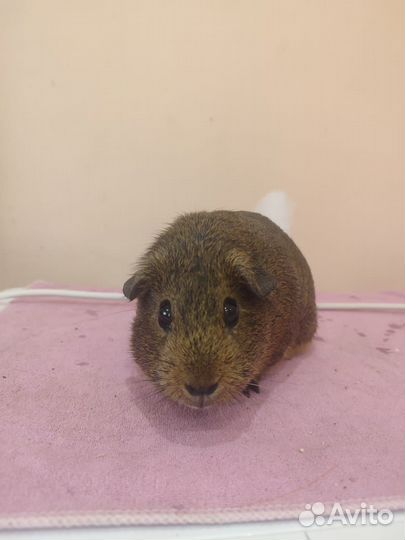 Морская свинка мальчик