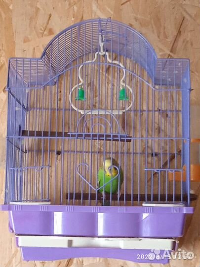 Волнистый попугай с клеткой