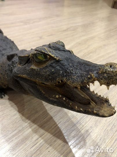 Крокодил (чучело) длинной 90 см