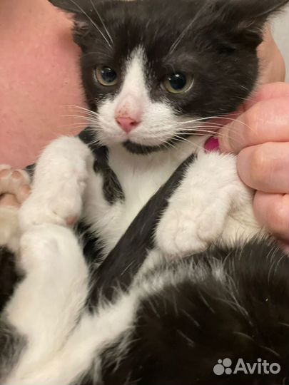 Ищем дом этому бедолаге