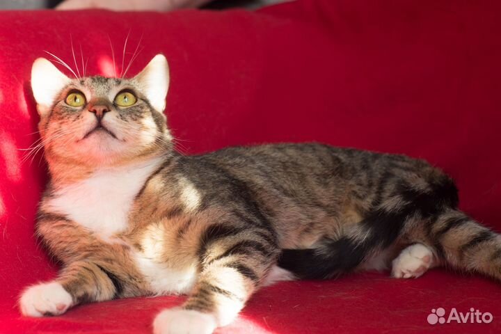 Кот мечты, Оливер, в дар