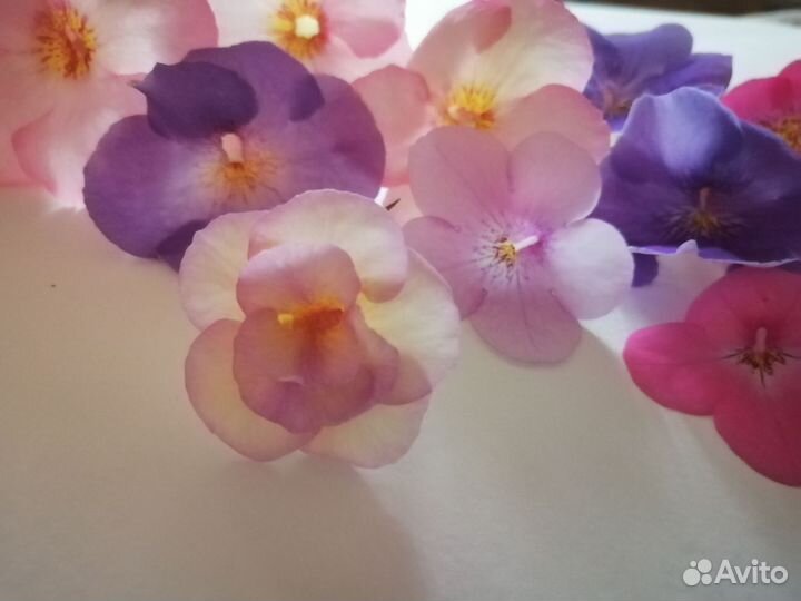 Ахименес ситцевый ризомы