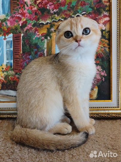 Шотландская