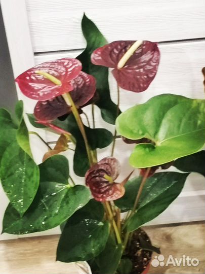 Антуриум Семпре