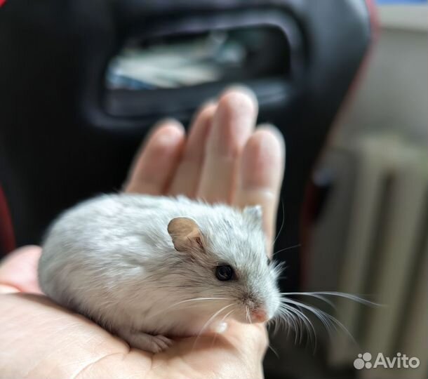 Джунгарский хомяк
