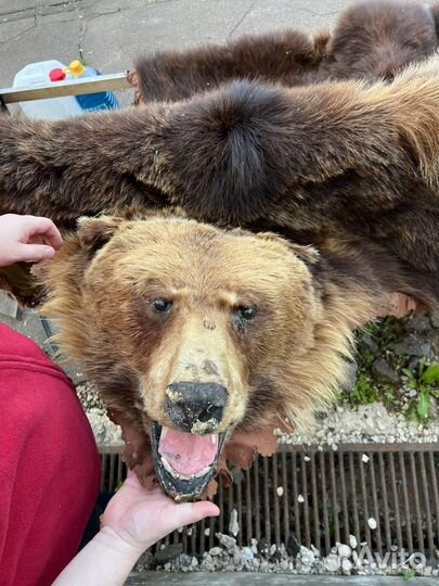 Шкура - ковёр медведя (имитация )