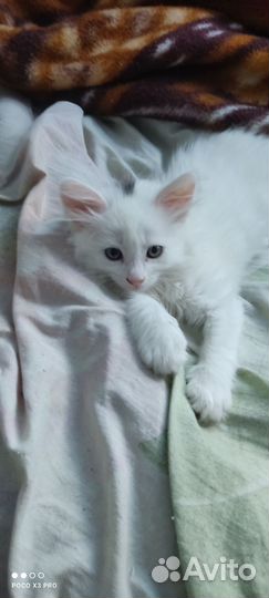 Котята