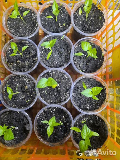 Перец болгарский оранжевый,высокая урожайность