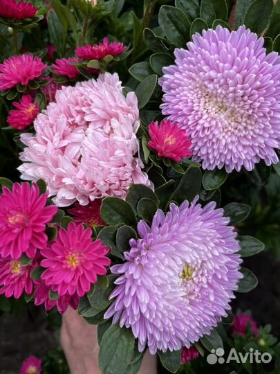 Живые цветы букеты