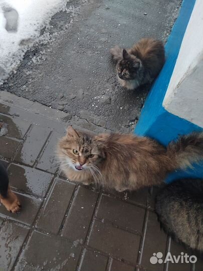 Кошка в дар бесплатно