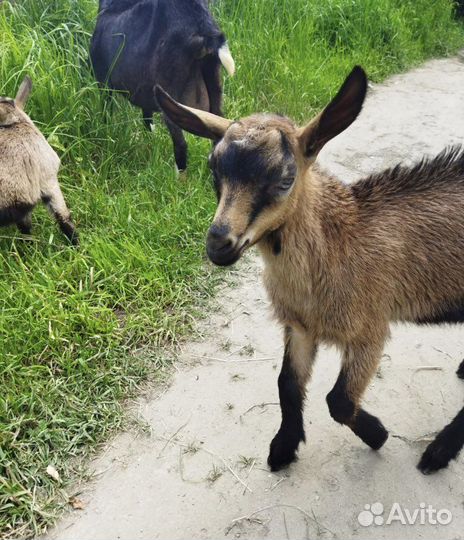 Козлята