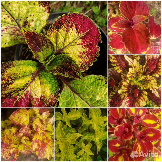Колеусы вегетативные и бальзамины