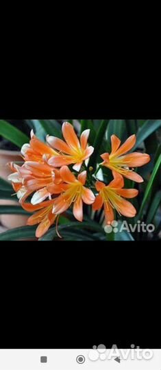 Кливия, аммарилис, спатифиллум