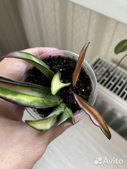 Хойя Kentiana variegata