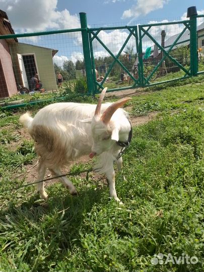 Козлята