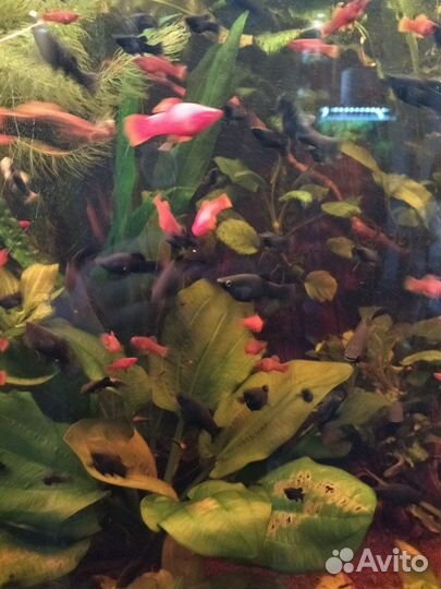 Аквариумные рыбки