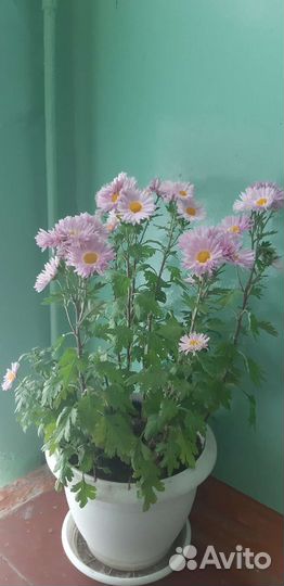 Хоста гипсофила примула гейхера