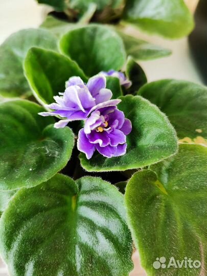 Фиалка blue dragon и ле морская поэма