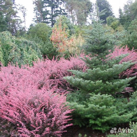 Кустарники,многолетники,цветы,розы,гортензии