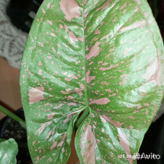 Цветы для дома