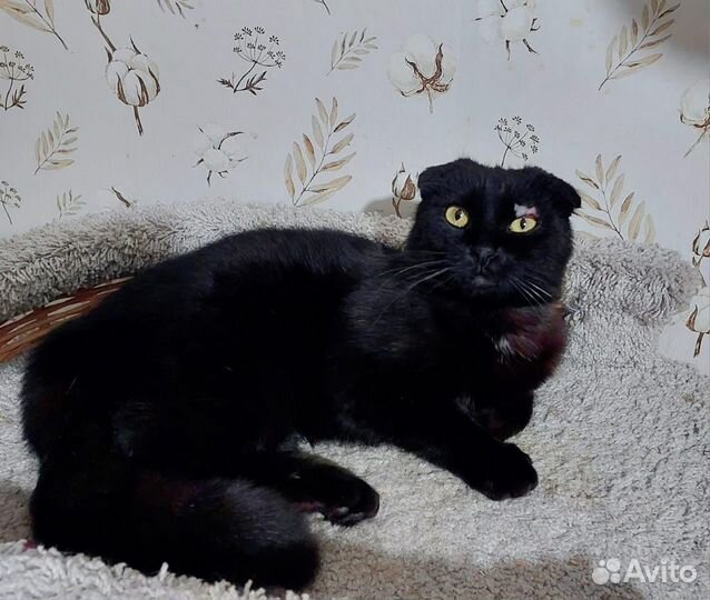 Шотландский вислоухий кот
