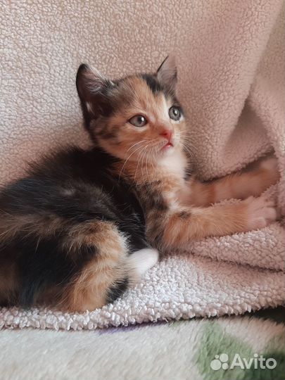 Милые котята ищут дом