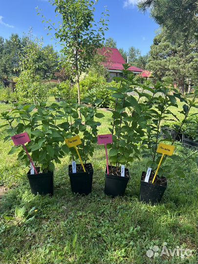 Гортензия метельчатая