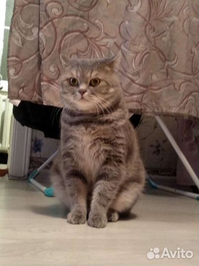 Шотландский кот вязка