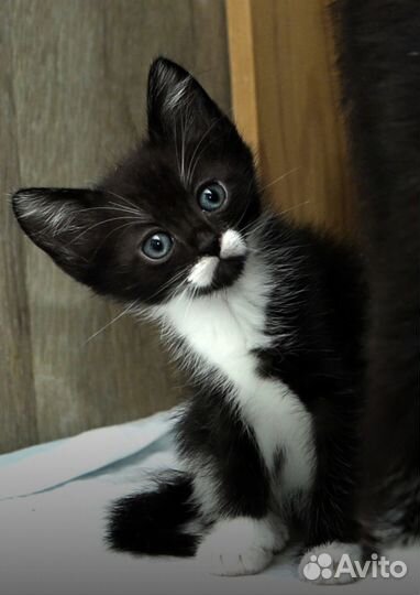 Котенок 2 мес