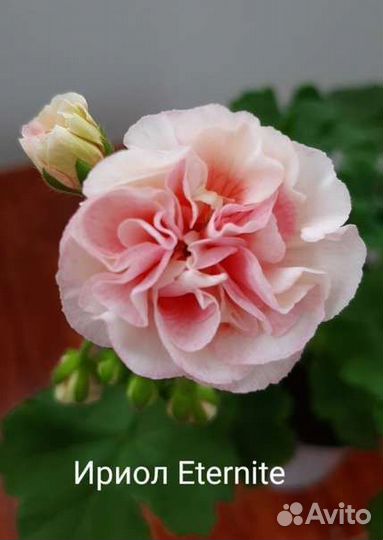 Сортовые пеларгонии