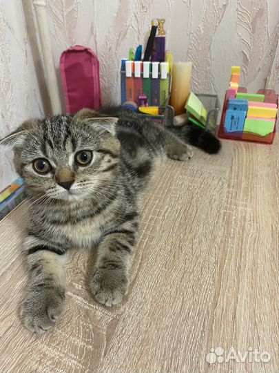 Шотландская вислоухая