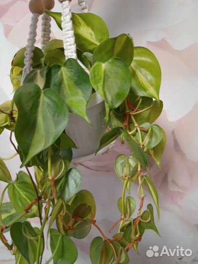 Комнатные цветы