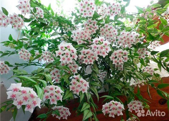 Хойя вайети, белла, ребекка, полинейра