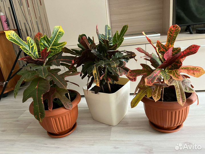 Кодиеум кротон