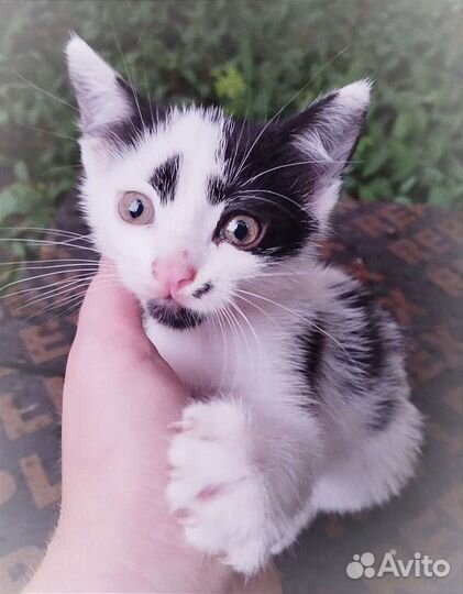 Красотка Коко, 1,5 мес., в дар