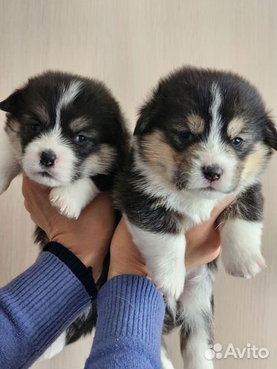 Щенки вельш корги пемброк