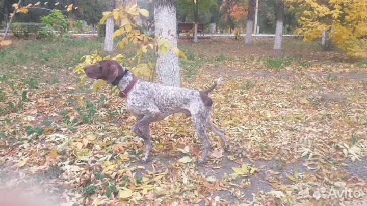 Курцхаар вязка